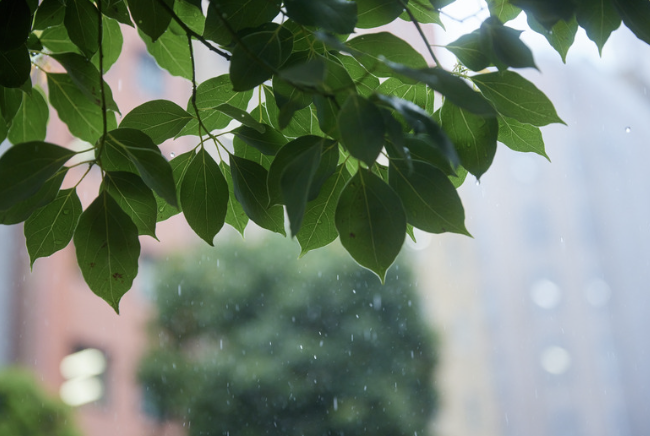 梅雨が明けても、洗濯は楽にならない——汗・ゲリラ豪雨・量の増加、「夏の洗濯」が本当の戦いである理由